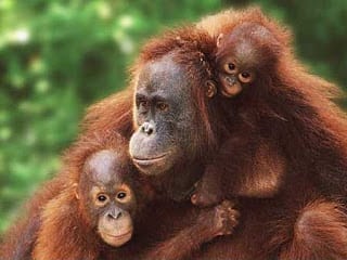 2 Days Orangutan Tour Indoglobal Adventure