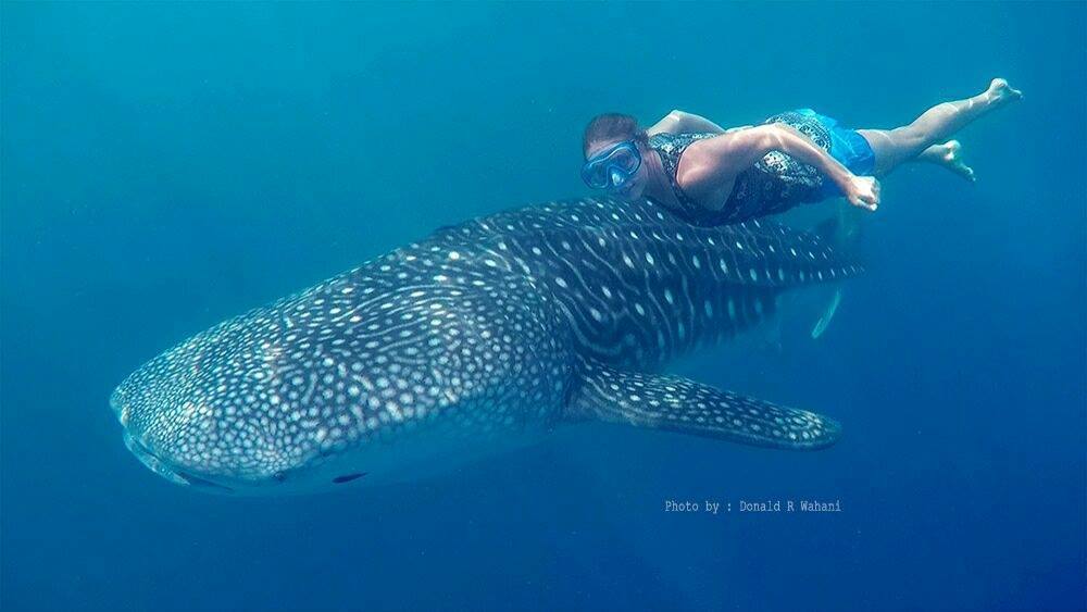 Whale Shark Tour Gorontalo