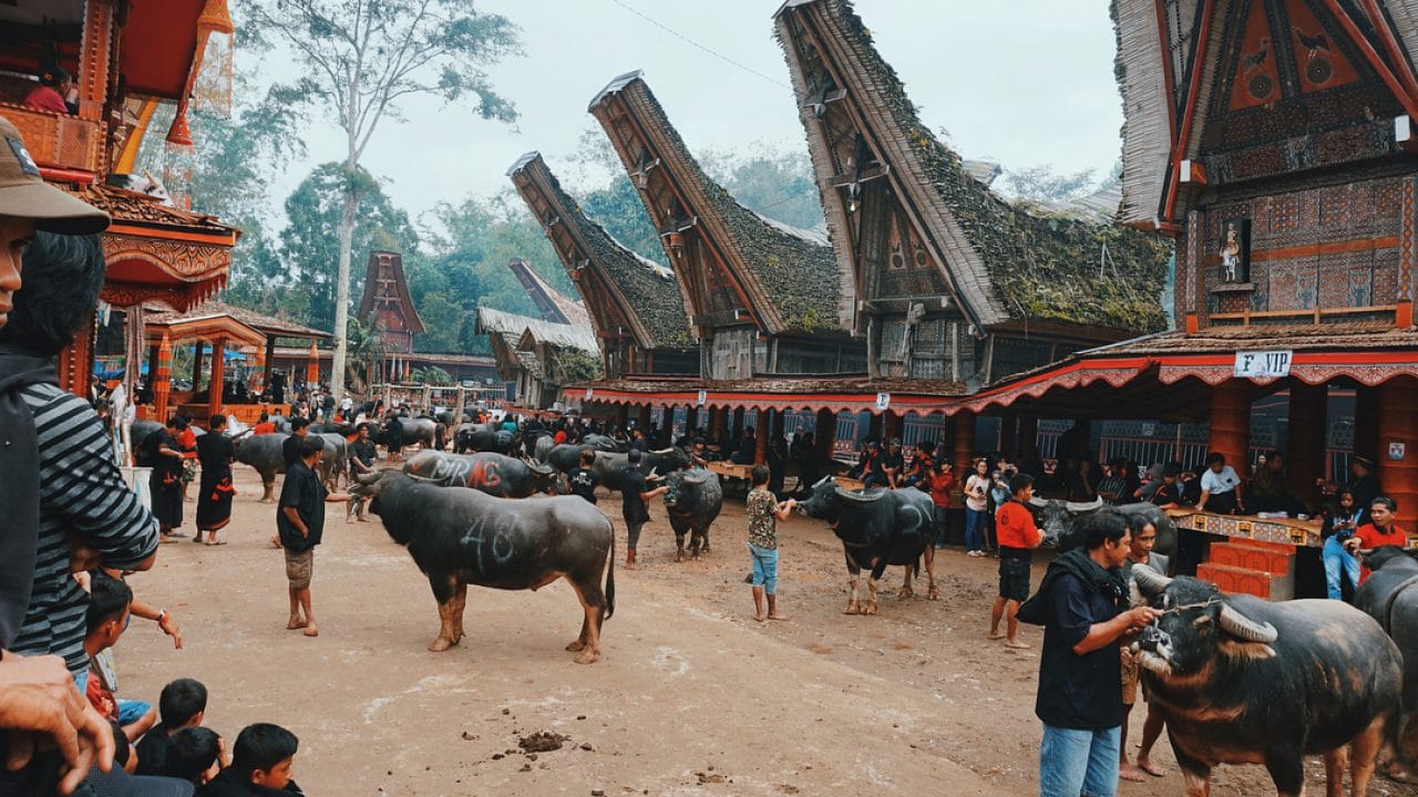 Buffalo at Toraja Funeral Ceremony